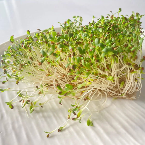 Clean Alfalfa Sprouting Seeds, 30 Grams ≈ 15000 Seeds