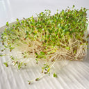 Clean Alfalfa Sprouting Seeds, 30 Grams ≈ 15000 Seeds