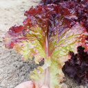 Red Leaf Romaine Lettuce Seeds, 5g