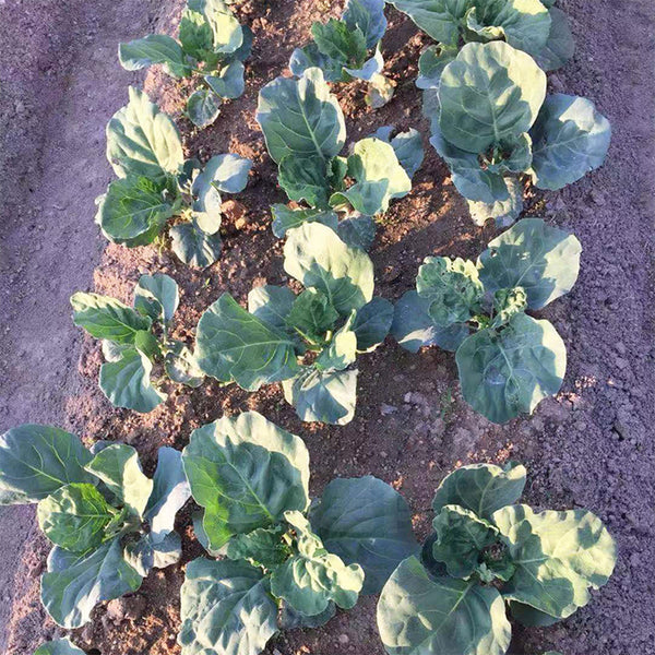 Heat-Tolerant Round-Leaf Chinese Kale Seeds, 20g