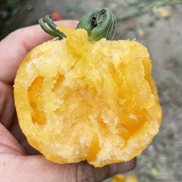 Sand-Rind Big Yellow Tomato, 100 Seeds