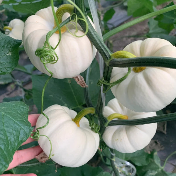 White Baby Pumpkin Seeds, 5 Seeds