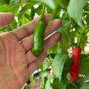 Red Peter Pepper, 10 ~ 20 Seeds