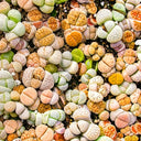 Mixed Lithops, 1000 Seeds