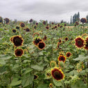 'Sunset Glow' Ornamental Sunflower Seeds, 2g