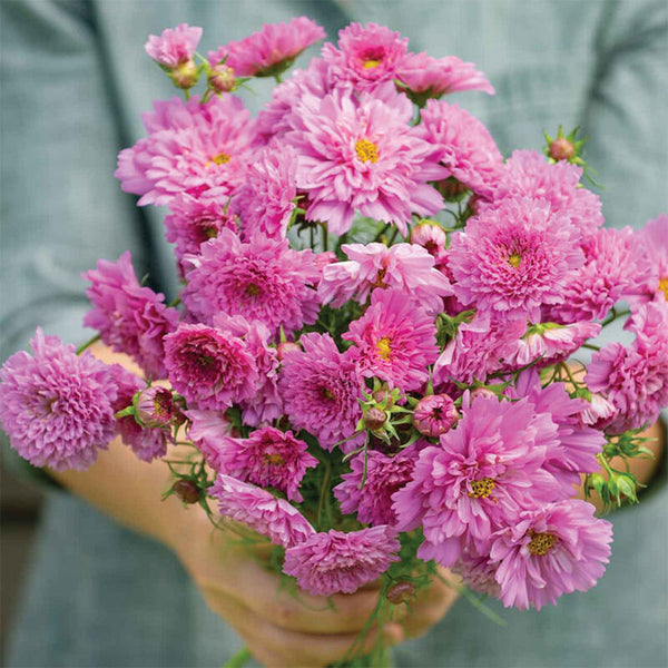 Double Pink Cosmos Seeds, 2g