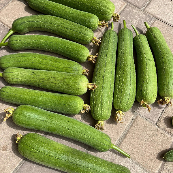 Yushuai Smooth Luffa, 10 Seeds