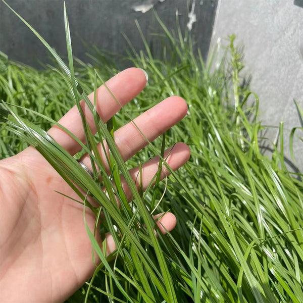 Green Joy Perennial Ryegrass Seeds, 200g