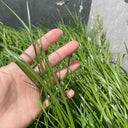 Green Joy Perennial Ryegrass Seeds, 200g