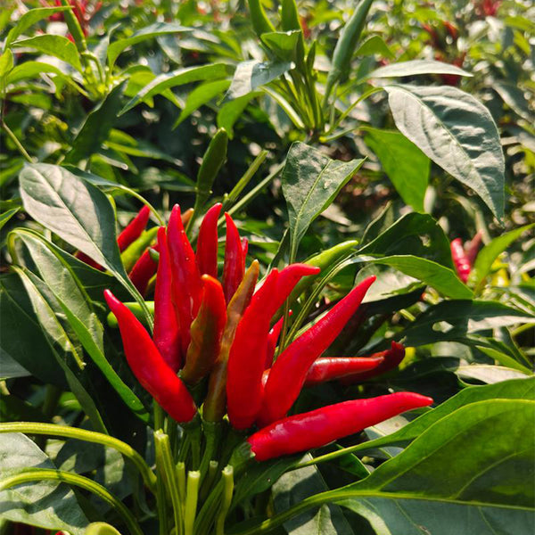 Blazing Upright Cluster Pepper Seeds, 0.5g