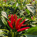 Blazing Upright Cluster Pepper Seeds, 0.5g