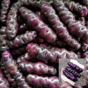 Peruvian Andean Potato Seeds
