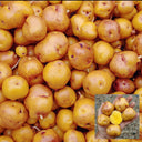 Peruvian Andean Potato Seeds