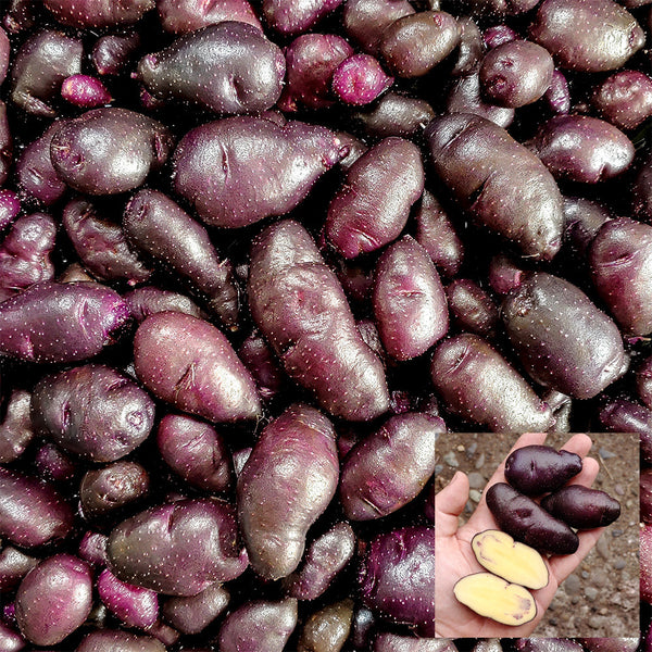 Peruvian Andean Potato Seeds