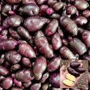 Peruvian Andean Potato Seeds