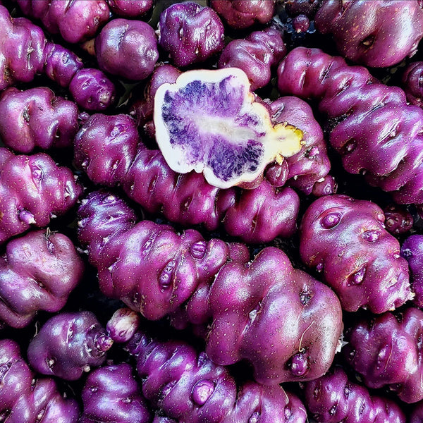 Peruvian Andean Potato Seeds