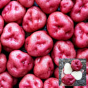 Peruvian Andean Potato Seeds