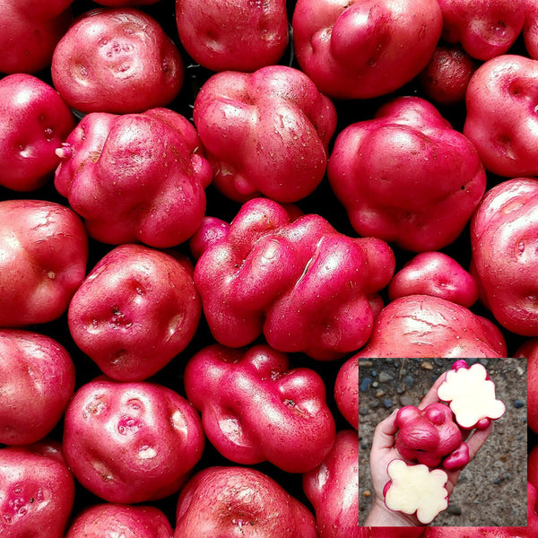 Peruvian Andean Potato Seeds
