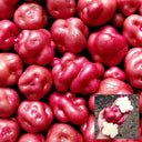 Peruvian Andean Potato Seeds