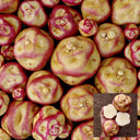 Peruvian Andean Potato Seeds