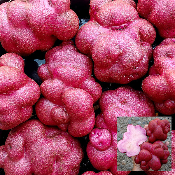 Peruvian Andean Potato Seeds