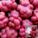 Peruvian Andean Potato Seeds