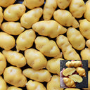 Peruvian Andean Potato Seeds