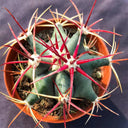 Ferocactus emoryi subsp. covillei, 3-4cm