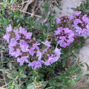 Mongolian Thyme Seeds, 250 Seeds