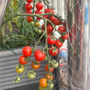 Sweet Aperitif Tomato, 5 Seeds