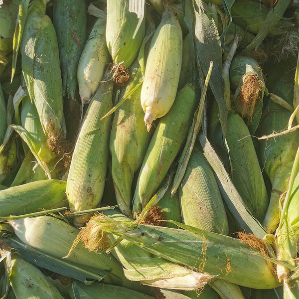 Golden Queen Waxy Corn Seeds, 20g