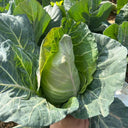 Huachen Oxheart Cabbage Seeds, 10g
