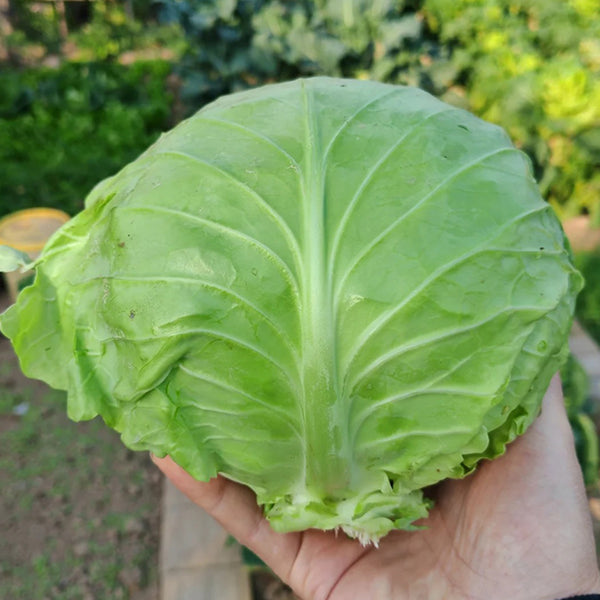 Fruit Cabbage Seeds, 2g