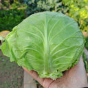 Fruit Cabbage Seeds, 2g