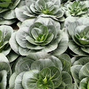 'Black Marshal' Bok Choy Seeds, 5g