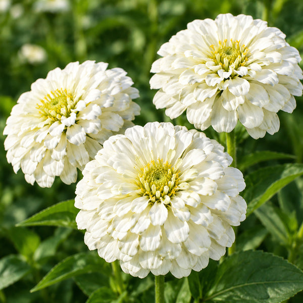 W1350 Large-Flowered White Zinnia, 100 Seeds