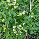 51 Ovelia Tomato, 5 Seeds