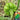 Qihe Agriculture Jiangbing Pumpkin, 50 Seeds
