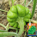 Qihe Agriculture Jiangbing Pumpkin, 50 Seeds