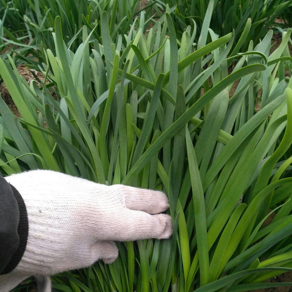 Purple Root Chinese Chives Seeds, 10g