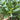 Meiqi No.1 Sweet Choy Sum Seeds, 10g
