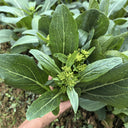Meiqi No.1 Sweet Choy Sum Seeds, 10g