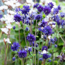 Hezhichun Aquilegia 'Barlow' Seeds, 1g