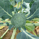 GreenVigour 60 Broccoli Seeds, 1000 Seeds