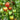 893 Red Wolf Tomato, 5 Seeds