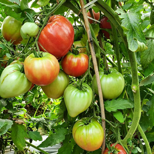 893 Red Wolf Tomato, 5 Seeds