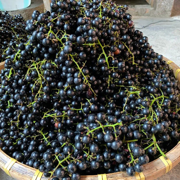 Mountain Grape, 50 Seeds