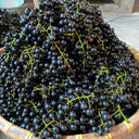 Mountain Grape, 50 Seeds