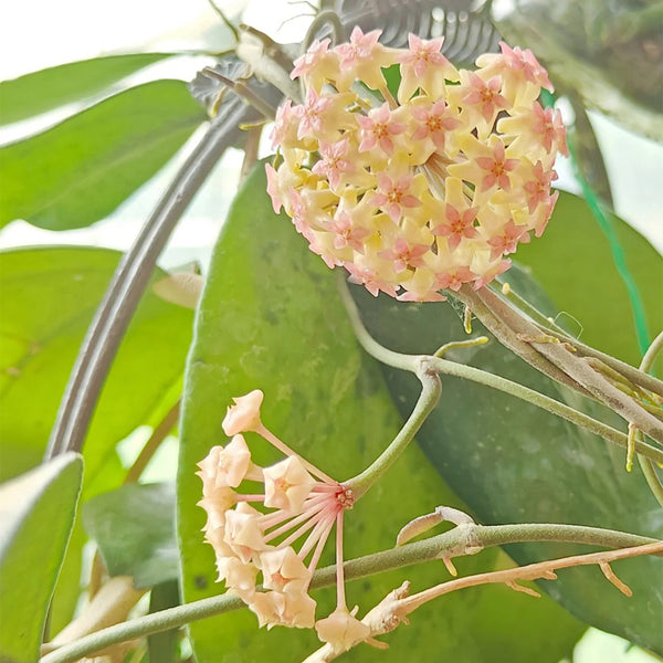 Hoya vitellina, 2 Cuttings