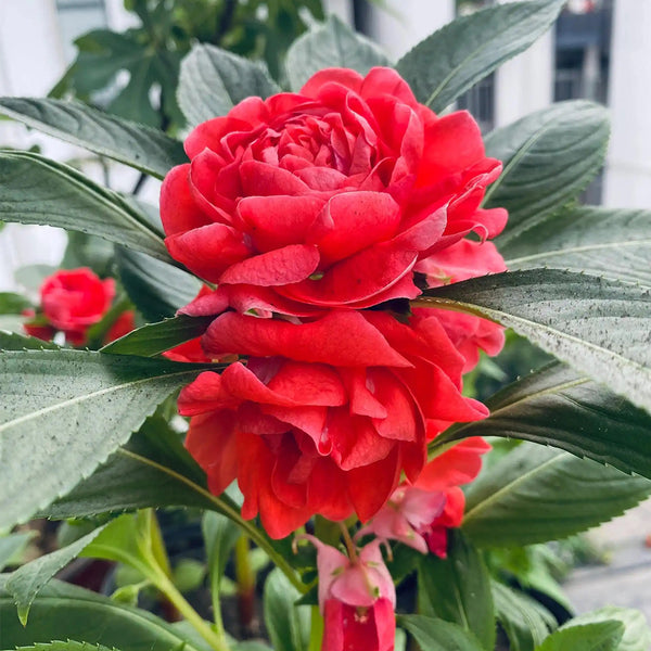 Red Garden Balsam Double Flower Seeds